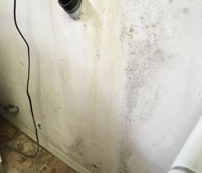 Mold Found Behind Homes Washer