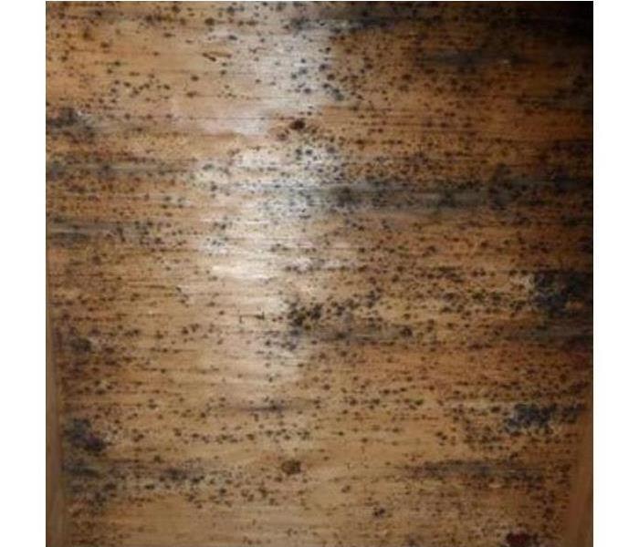 Wood with mold 