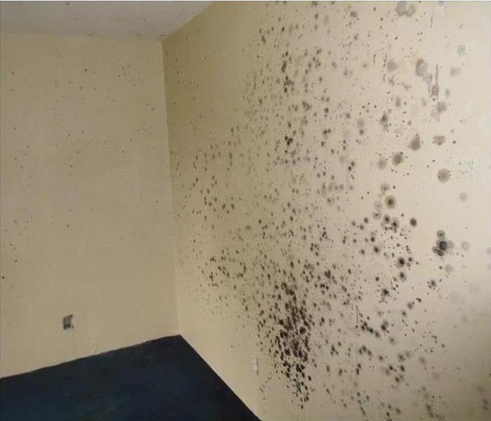 Mold spots on white wall 